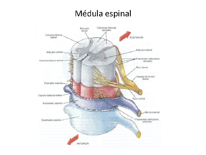 Médula espinal 