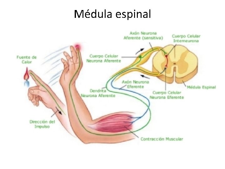 Médula espinal 