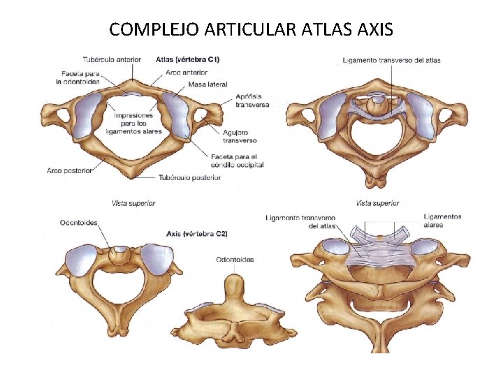 COMPLEJO ARTICULAR ATLAS AXIS 