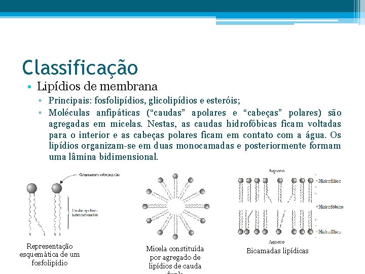 Classificação • Lipídios de membrana ▫ Principais: fosfolipídios, glicolipídios e esteróis; ▫ Moléculas anfipáticas