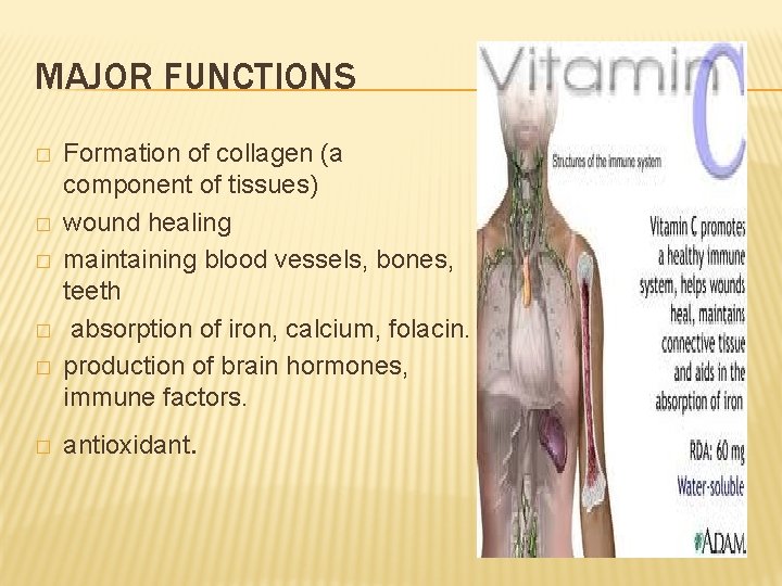 MAJOR FUNCTIONS � � � Formation of collagen (a component of tissues) wound healing