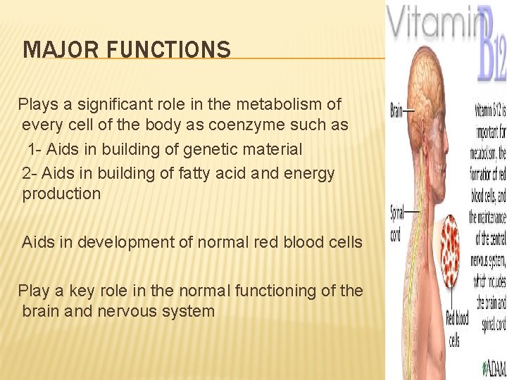 MAJOR FUNCTIONS Plays a significant role in the metabolism of every cell of the