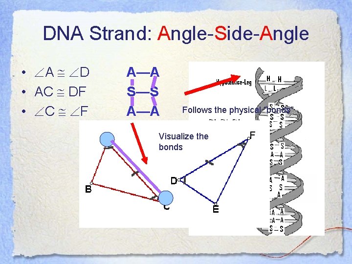 DNA Strand: Angle-Side-Angle • A D • AC DF • C F A—A S—S