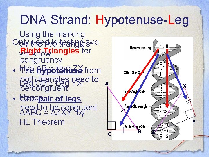 DNA Strand: Hypotenuse-Leg Using the marking Only used in triangles, testing two on the