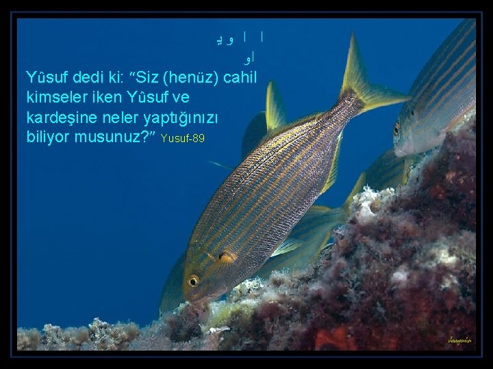  ﺍ ﺍ ﻭﻳ ﺍﻭ Yûsuf dedi ki: “Siz (henüz) cahil kimseler iken Yûsuf