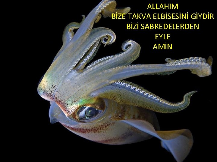 ALLAHIM BİZE TAKVA ELBİSESİNİ GİYDİR BİZİ SABREDELERDEN EYLE AMİN 