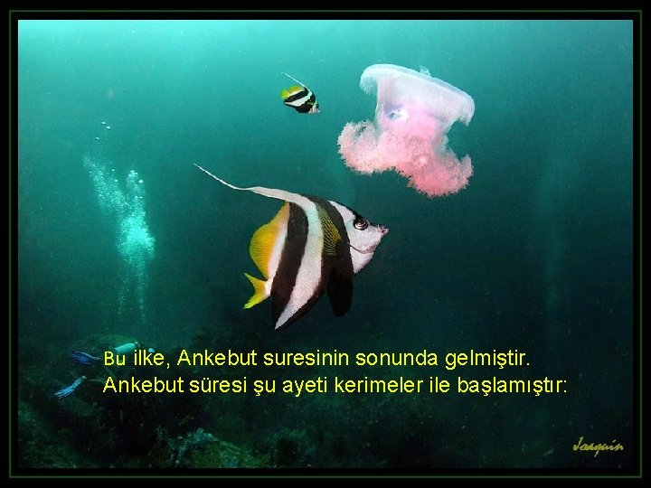 Bu ilke, Ankebut suresinin sonunda gelmiştir. Ankebut süresi şu ayeti kerimeler ile başlamıştır: 