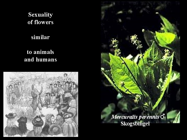 Sexuality of flowers similar tosexuality animals The of flowers and humans Mercuralis perennis ♂