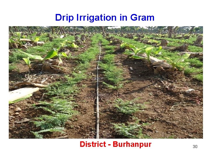 Drip Irrigation in Gram District - Burhanpur 30 