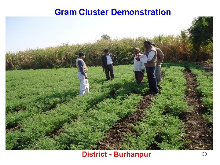 Gram Cluster Demonstration District - Burhanpur 33 