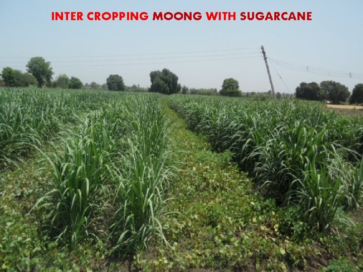 INTER CROPPING MOONG WITH SUGARCANE 