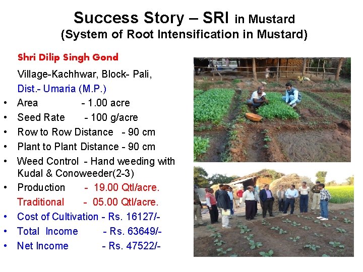 Success Story – SRI in Mustard (System of Root Intensification in Mustard) Shri Dilip