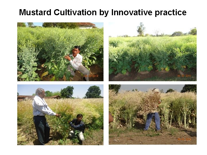  Mustard Cultivation by Innovative practice 