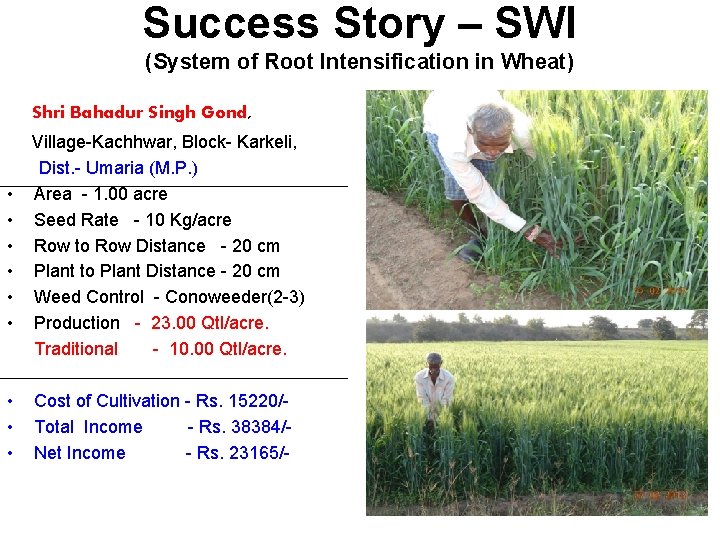 Success Story – SWI (System of Root Intensification in Wheat) Shri Bahadur Singh Gond,