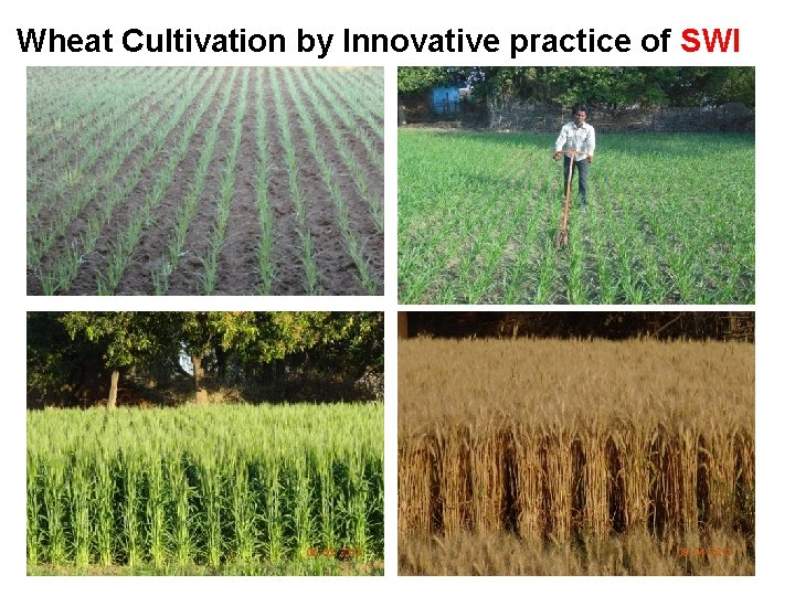  Wheat Cultivation by Innovative practice of SWI 