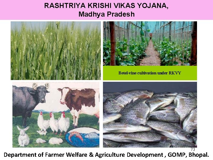 RASHTRIYA KRISHI VIKAS YOJANA, Madhya Pradesh Betel-vine cultivation under RKVY 73 Department of Farmer