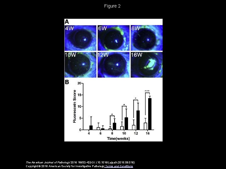 Figure 2 The American Journal of Pathology 2016 18632 -42 DOI: (10. 1016/j. ajpath.