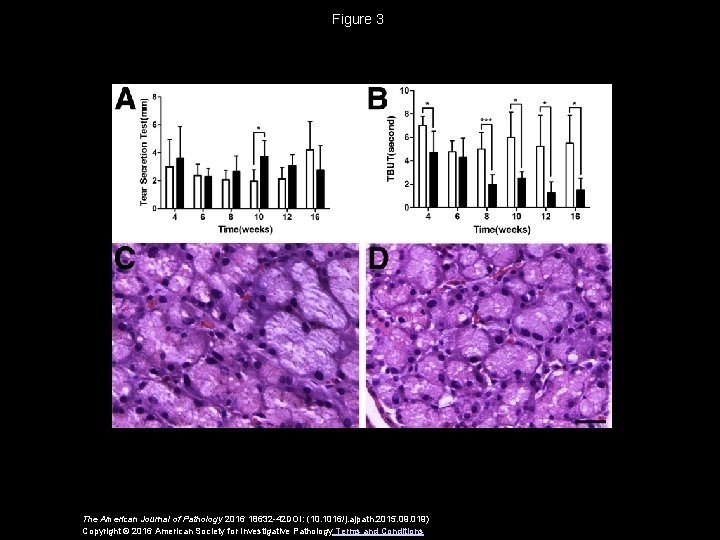 Figure 3 The American Journal of Pathology 2016 18632 -42 DOI: (10. 1016/j. ajpath.