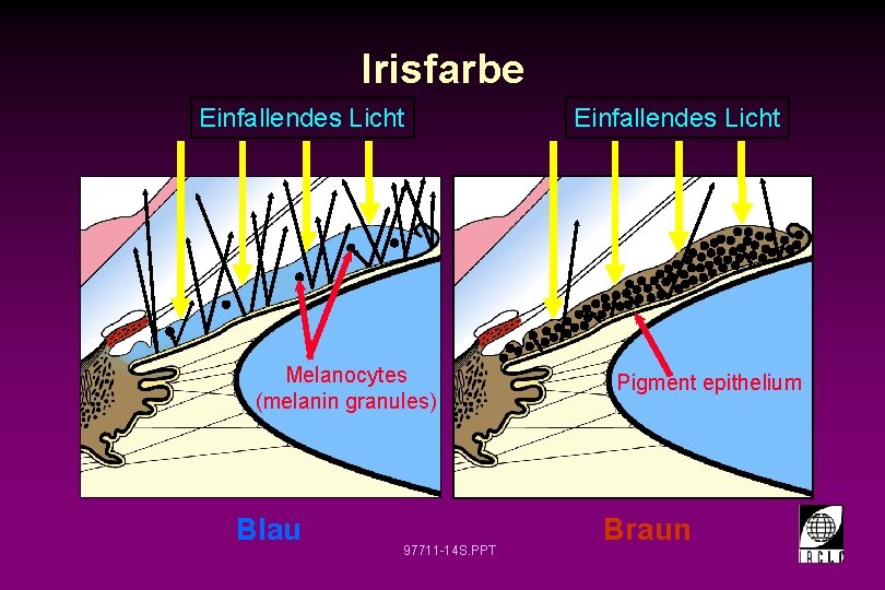 Irisfarbe Einfallendes Licht Melanocytes (melanin granules) Blau 97711 -14 S. PPT Einfallendes Licht Pigment