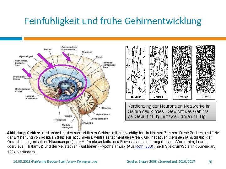 Feinfühligkeit und frühe Gehirnentwicklung Verdichtung der Neuronalen Netzwerke im Gehirn des Kindes - Gewicht