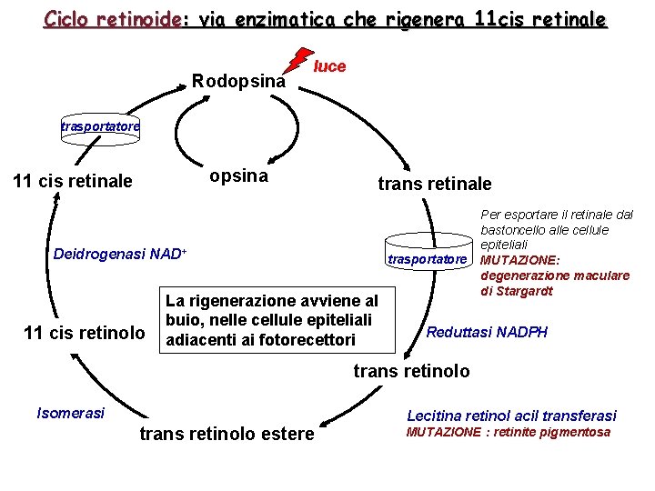 Ciclo retinoide: via enzimatica che rigenera 11 cis retinale Rodopsina luce trasportatore opsina 11