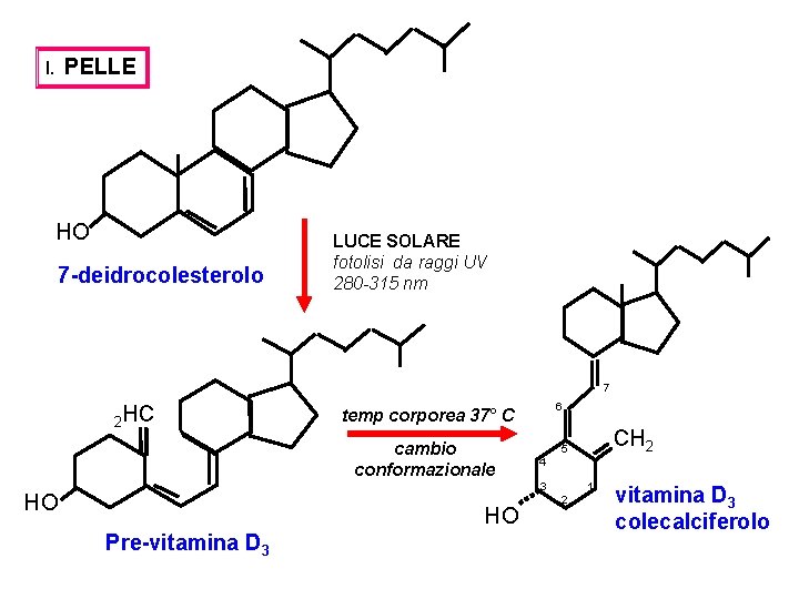 PELLE I. HO 7 -deidrocolesterolo LUCE SOLARE fotolisi da raggi UV 280 -315 nm