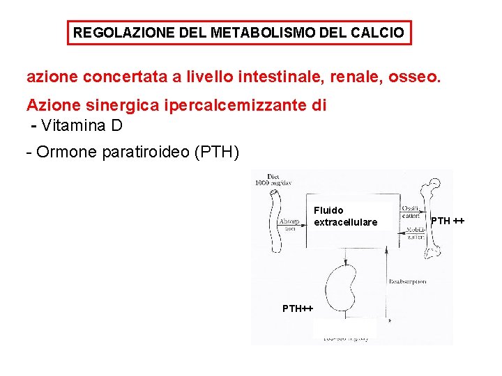 REGOLAZIONE DEL METABOLISMO DEL CALCIO azione concertata a livello intestinale, renale, osseo. Azione sinergica