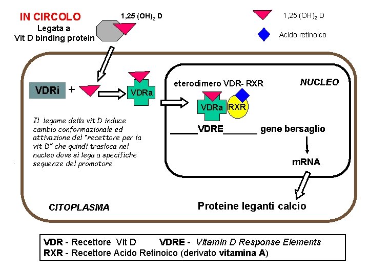 IN CIRCOLO 1, 25 (OH)2 D Legata a Vit D binding protein VDRi +
