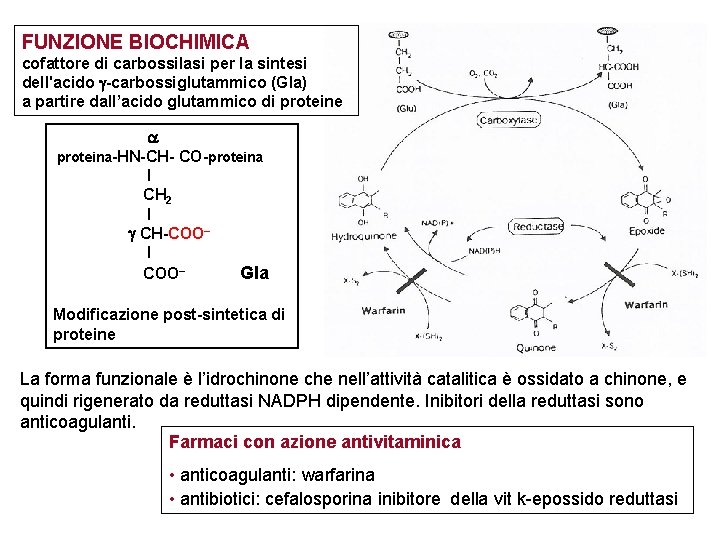 FUNZIONE BIOCHIMICA cofattore di carbossilasi per la sintesi dell'acido -carbossiglutammico (Gla) a partire dall’acido