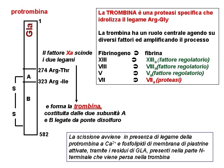 Gla protrombina La TROMBINA è una proteasi specifica che idrolizza il legame Arg-Gly 1