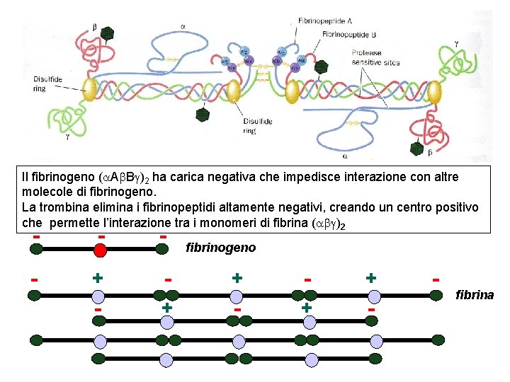 Il fibrinogeno ( A B )2 ha carica negativa che impedisce interazione con altre