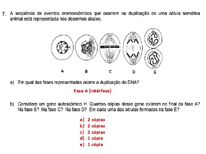 7. INTERFASE QUE PRECEDE A DIVISÃO Fase A (intérfase) a) b) c) d) e)