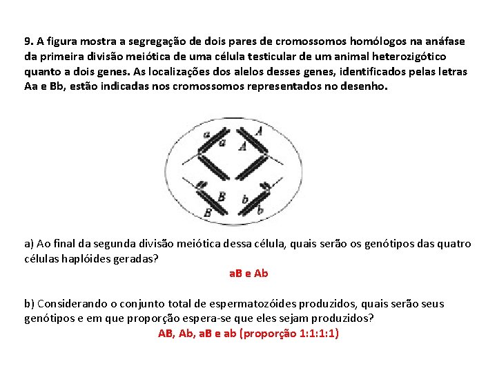 9. A figura mostra a segregação de dois pares de cromossomos homólogos na anáfase