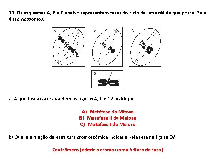10. Os esquemas A, B e C abaixo representam fases do ciclo de uma