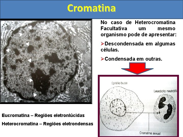 Cromatina No caso de Heterocromatina Facultativa um mesmo organismo pode de apresentar: ØDescondensada em