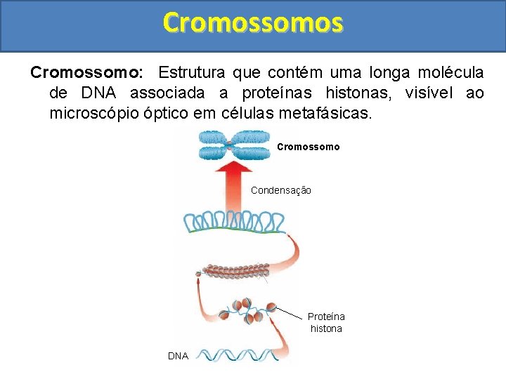 Cromossomos Cromossomo: Estrutura que contém uma longa molécula de DNA associada a proteínas histonas,