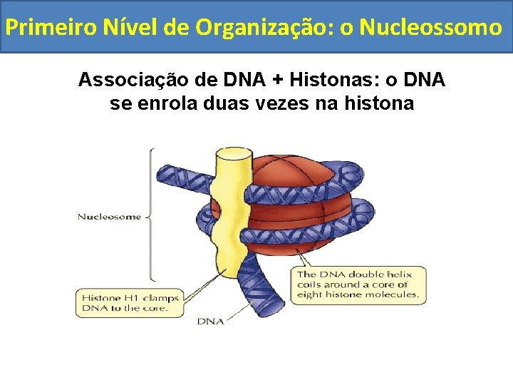 Primeiro Nível de Organização: o Nucleossomo Associação de DNA + Histonas: o DNA se