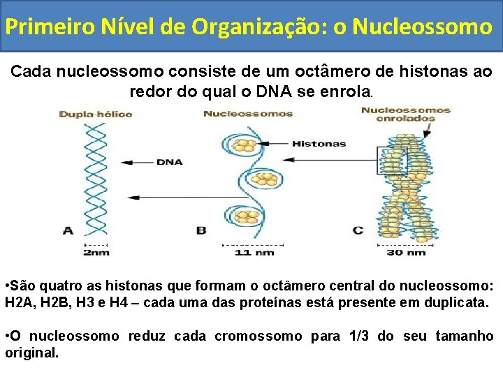 Primeiro Nível de Organização: o Nucleossomo Cada nucleossomo consiste de um octâmero de histonas