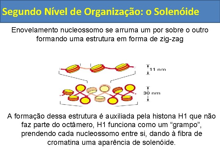 Segundo Nível de Organização: o Solenóide Enovelamento nucleossomo se arruma um por sobre o