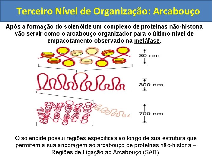 Terceiro Nível de Organização: Arcabouço Após a formação do solenóide um complexo de proteínas