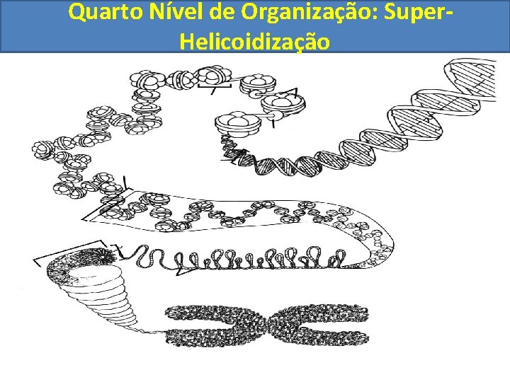 Quarto Nível de Organização: Super. Helicoidização 