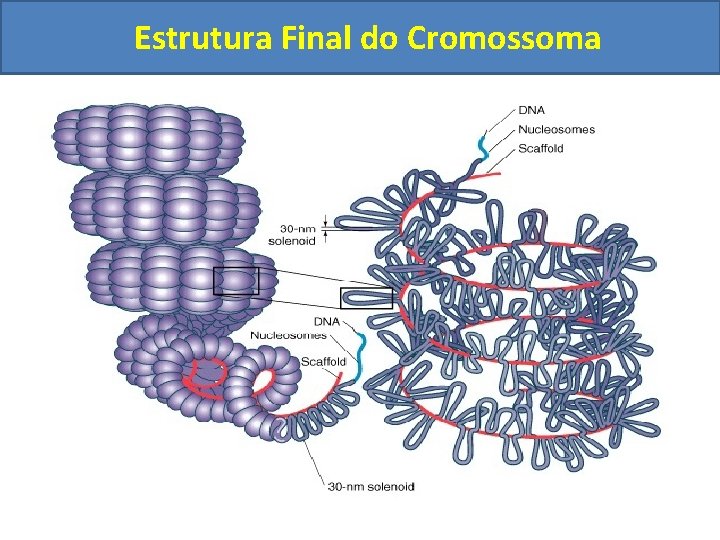 Estrutura Final do Cromossoma 