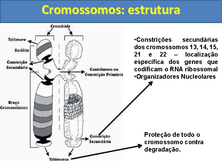 Cromossomos: estrutura • Constrições secundárias dos cromossomos 13, 14, 15, 21 e 22 –