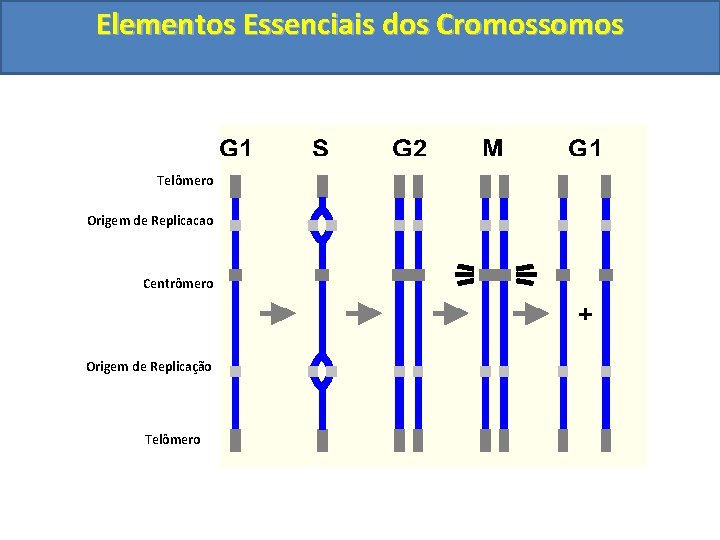 Elementos Essenciais dos Cromossomos Telômero Origem de Replicacao Centrômero Origem de Replicação Telômero 