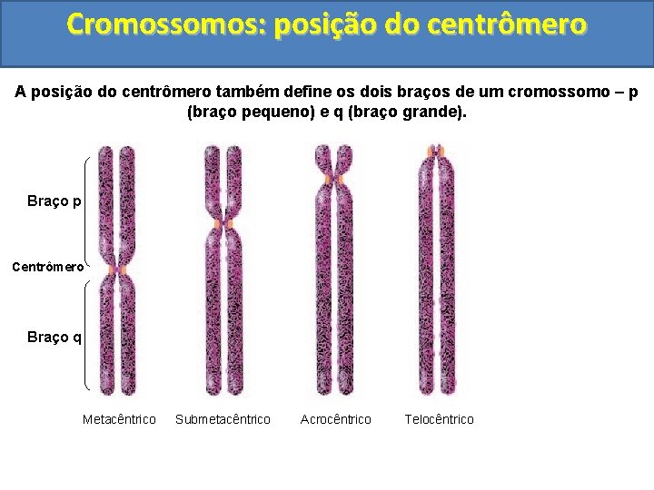 Cromossomos: posição do centrômero A posição do centrômero também define os dois braços de