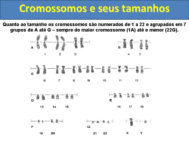 Cromossomos e seus tamanhos Quanto ao tamanho os cromossomos são numerados de 1 a