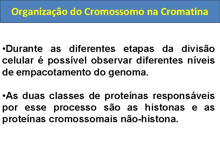 Organização do Cromossomo na Cromatina • Durante as diferentes etapas da divisão celular é