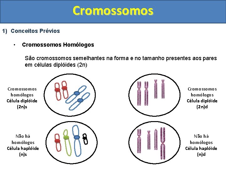 Cromossomos 1) Conceitos Prévios • Cromossomos Homólogos São cromossomos semelhantes na forma e no