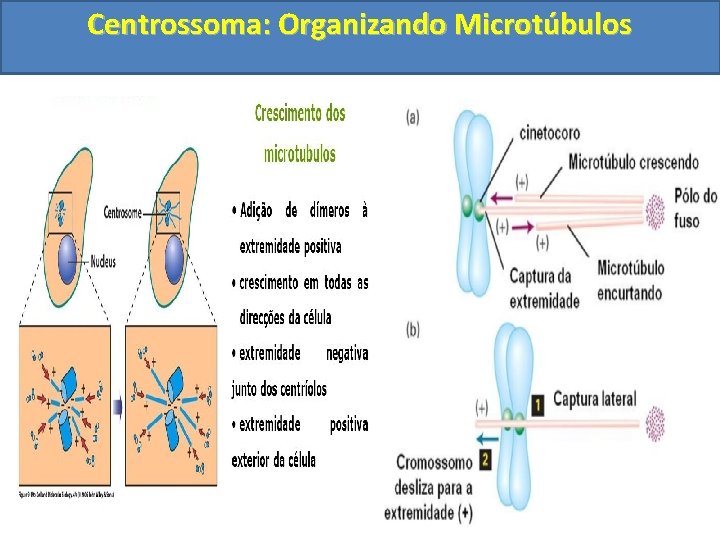 Centrossoma: Organizando Microtúbulos 