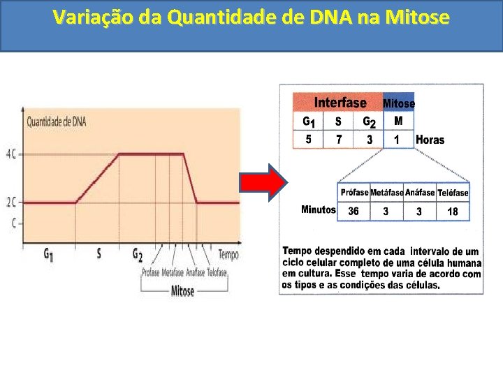 Variação da Quantidade de DNA na Mitose 